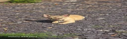 Chug dogs for sale: Beige female chug - Advert 3