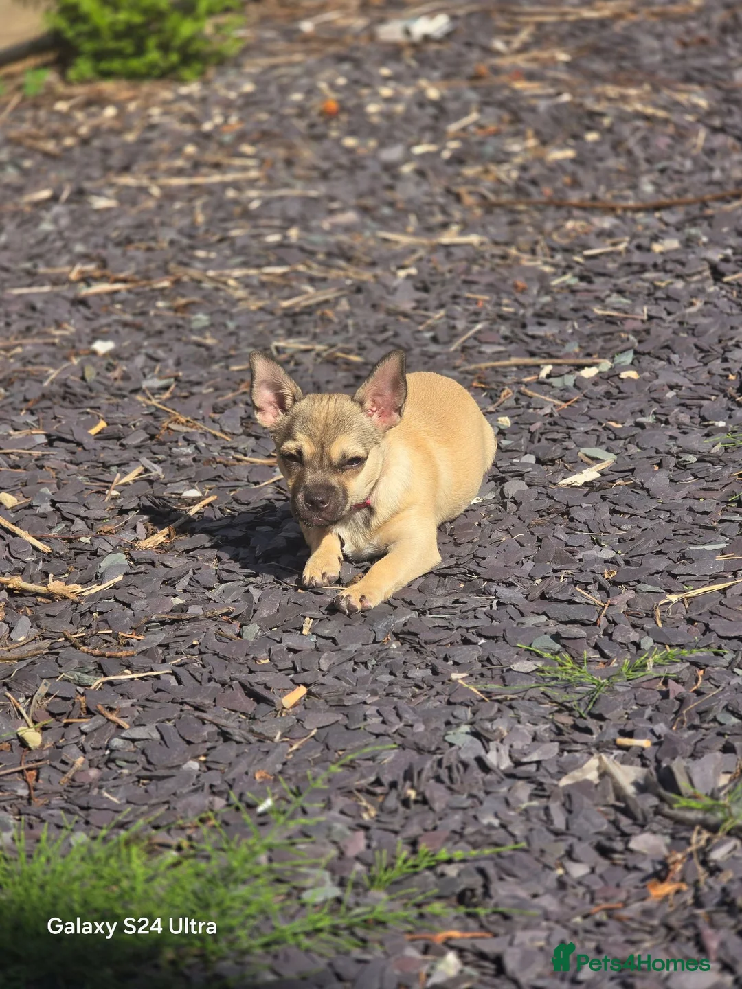 Chug dogs for sale: Beige female chug - Advert 3