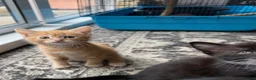 Mixed Breed cats for sale: 4 Beautiful Kittens looking for their new home  - Advert 4