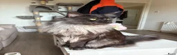 Mixed Breed cats for sale: Mainecoon cross kittens  - Advert 6
