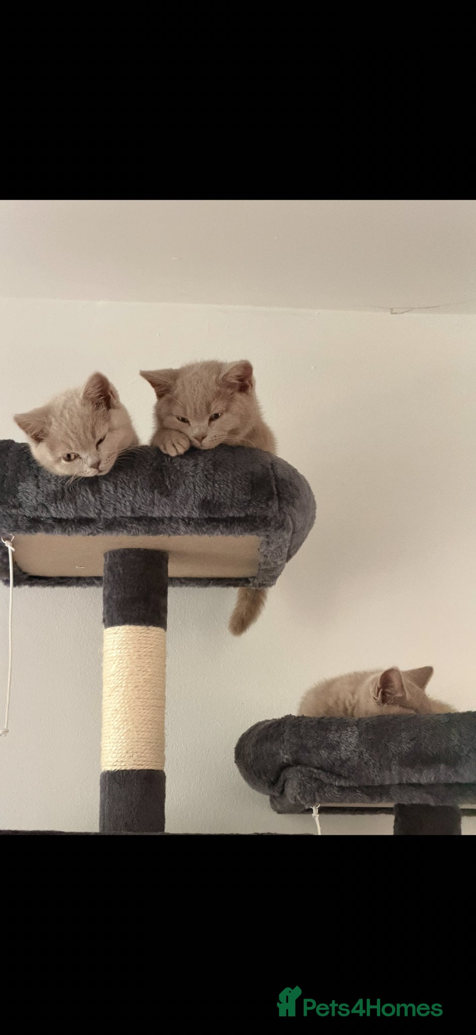 British Shorthair cats 3 gorgeous British shorthair  - Advert 7