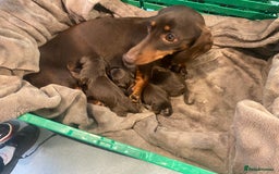 Miniature Dachshund dogs for sale: Kc registered health tested miniature dachshund  - Image 2