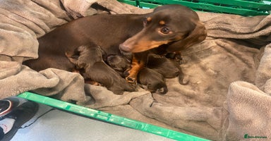 Miniature Dachshund dogs - Advert 16