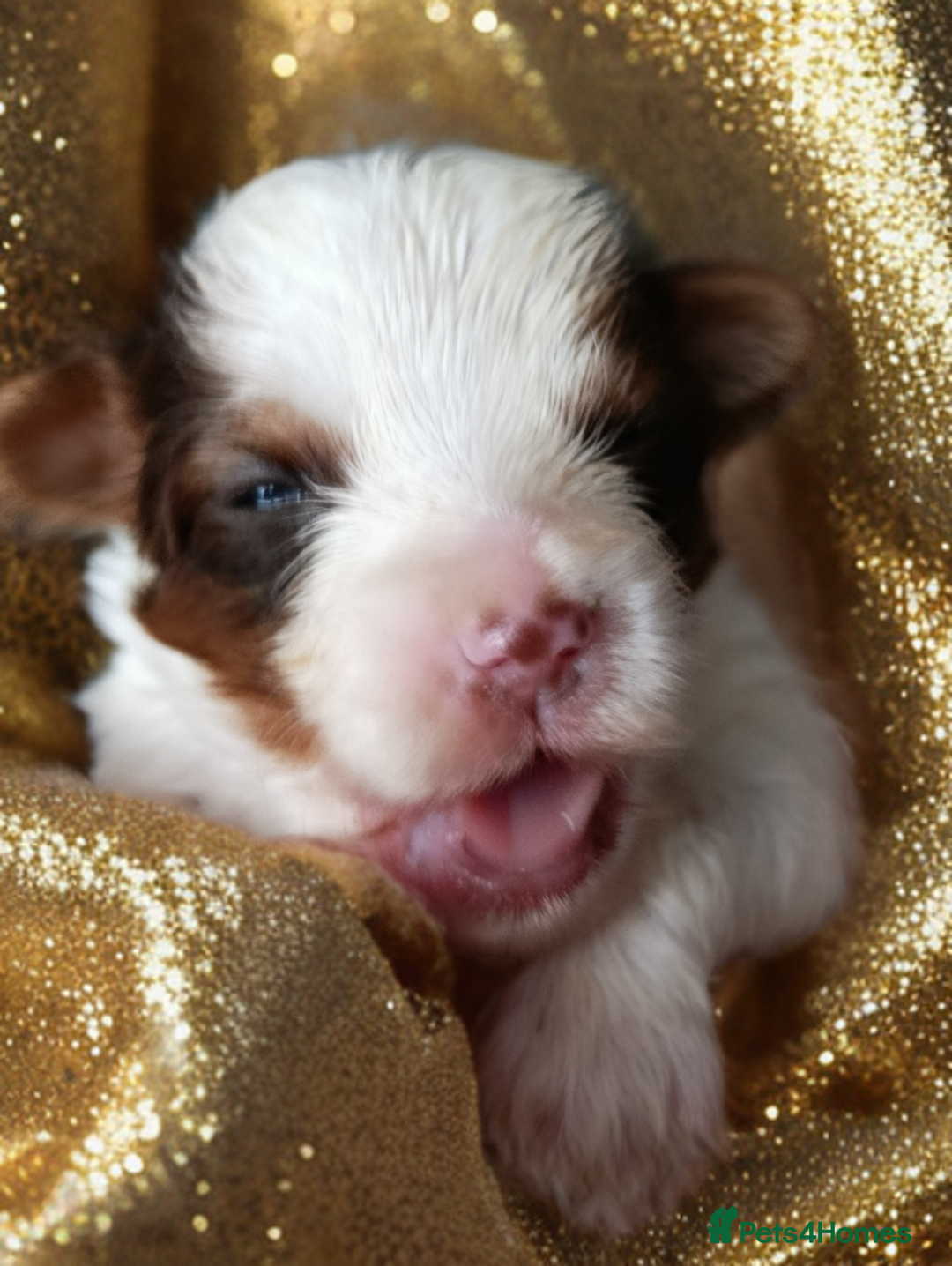 Yorkshire Terrier dogs for sale: Posh puppies😍😍 colorfull Yorkshire terrier🐶🐶🐶 - Advert 16