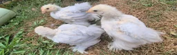 Chickens poultry for sale: Trio of Porcelain Pekin Bantams  - Advert 1