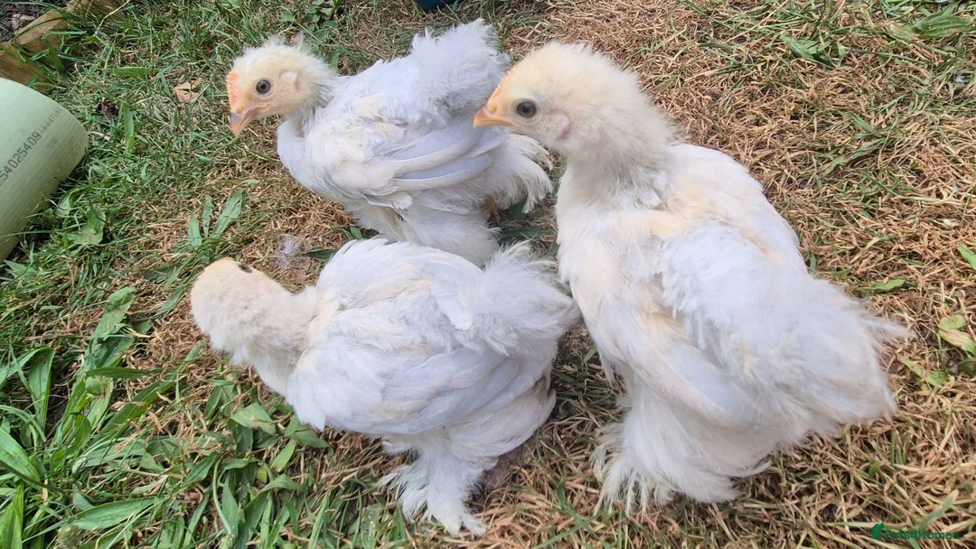 Chickens poultry for sale: Trio of Porcelain Pekin Bantams  - Advert 1