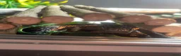 Leopard Gecko reptiles for sale: male leopard gecko in Bedlington - Advert 4