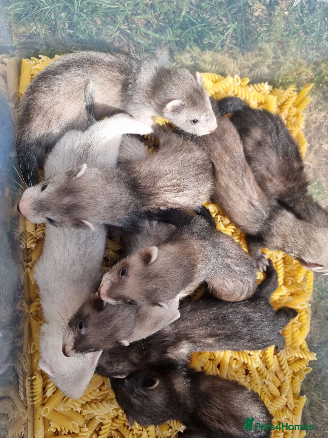 Ferret rodents for sale: Black x silver EU jill crossed with buff hob kits  in Selkirk - Advert 1