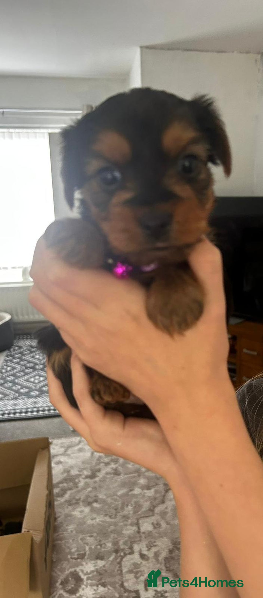 Yorkshire Terrier dogs for sale: Yorkshire Terrier Puppies  - Image 1