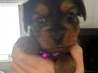 Yorkshire Terrier dogs - Advert 20