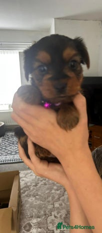 Yorkshire Terrier dogs - Advert 2