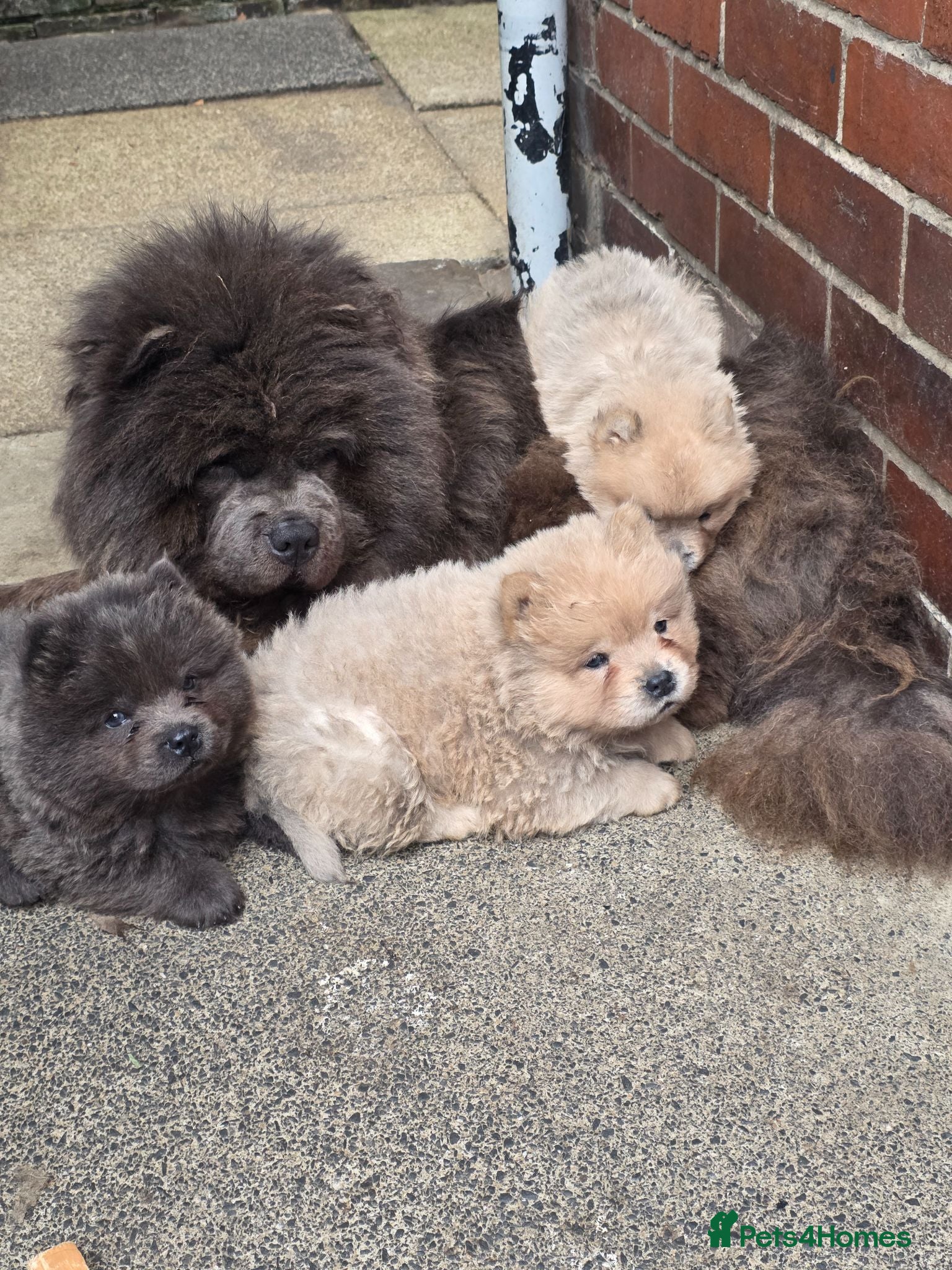 Chow Chow dogs KC REG CHOW CHOW PUPPIES, READY - Advert 12
