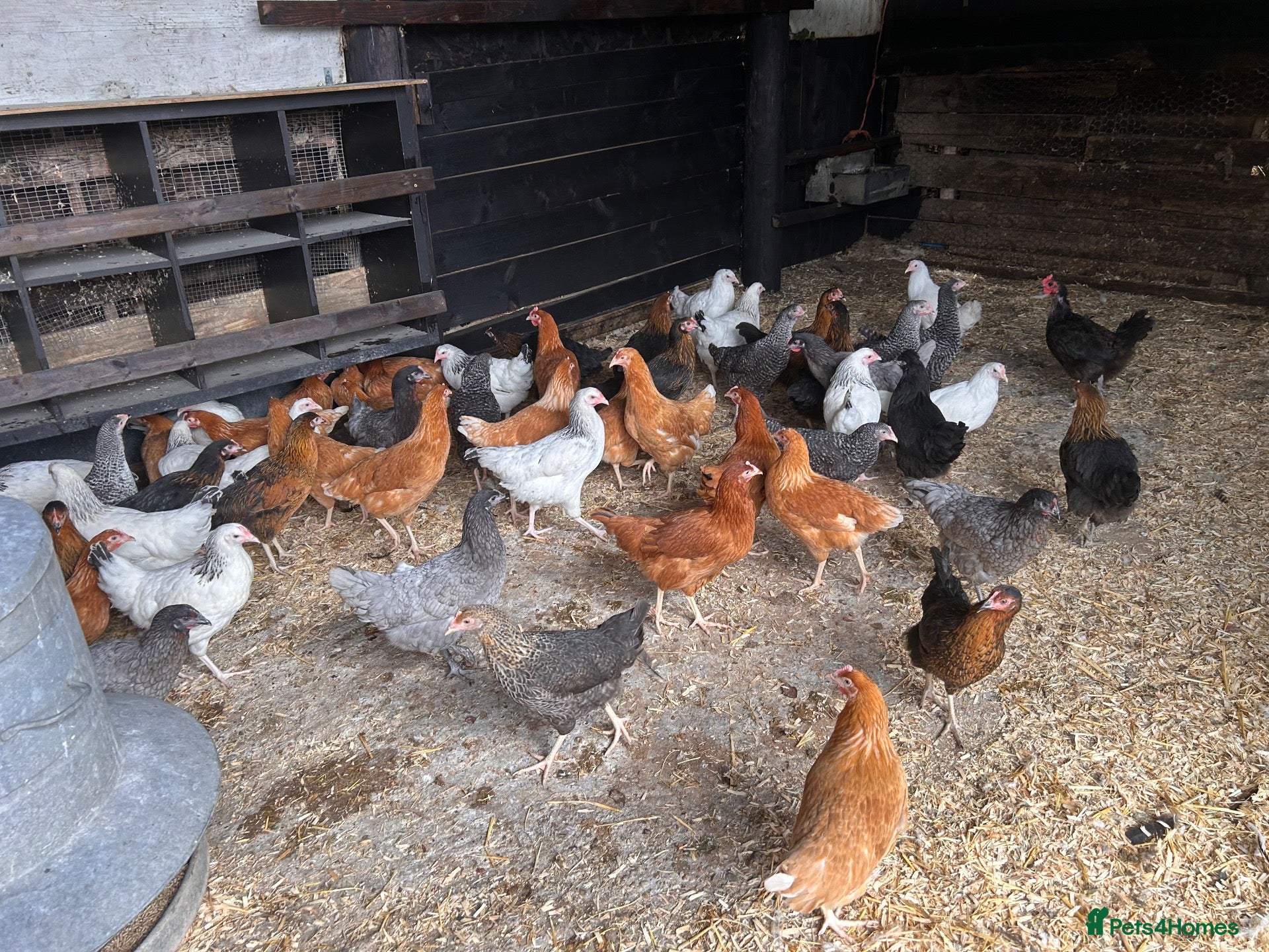 Chickens poultry POL Hybrid hens  - Advert 1
