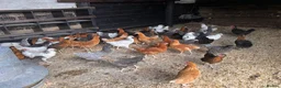 Chickens poultry for sale: POL Hybrid hens  - Advert 1