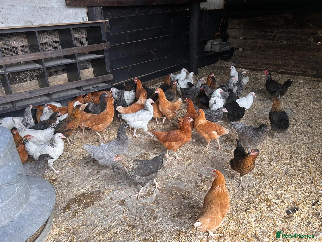Chickens poultry for sale: POL Hybrid hens  - Advert 1