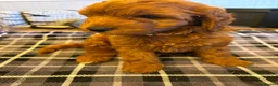 Cockapoo dogs for sale: FB cockerpoo two beautiful females left  in Wakefield - Advert 3