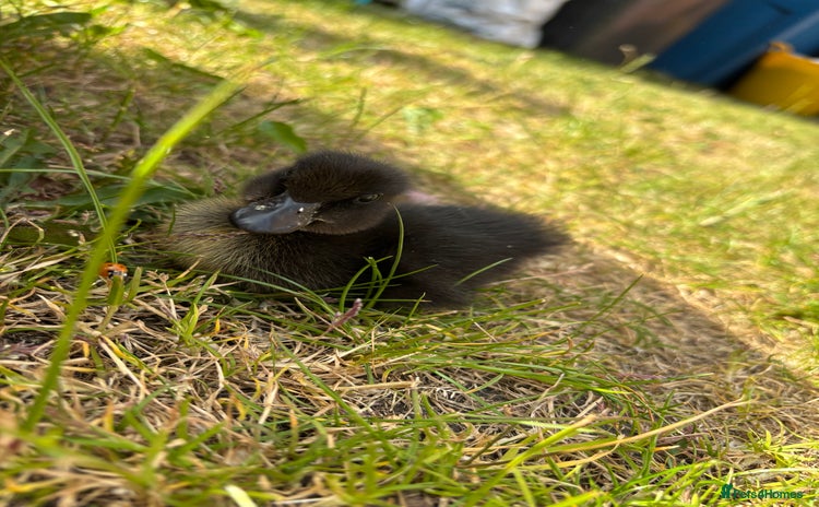 Ducks poultry in Tamworth - Advert 1