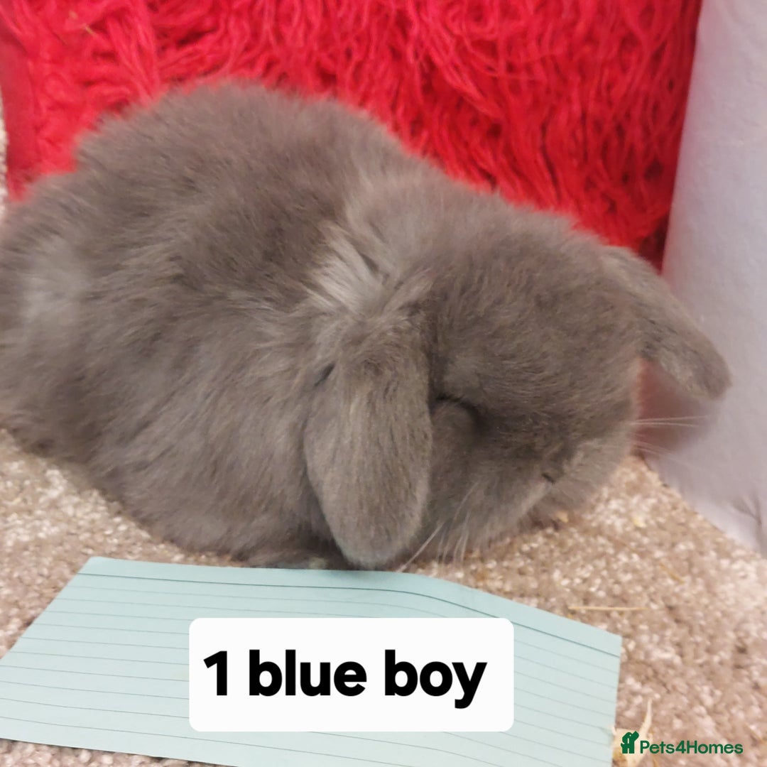 Mini Lop rabbits for sale: 2 Pure bred Minilop babys ready to reserve  - Advert 8