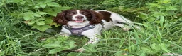 English Springer Spaniel dogs for sale: KC English Springer Spaniel - ALL PUPS RESERVED - Advert 2