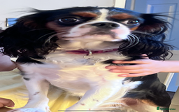 Cavalier King Charles Spaniel dogs for sale: 🐶 Beautiful Cavalier King Charles Puppies - Image 2