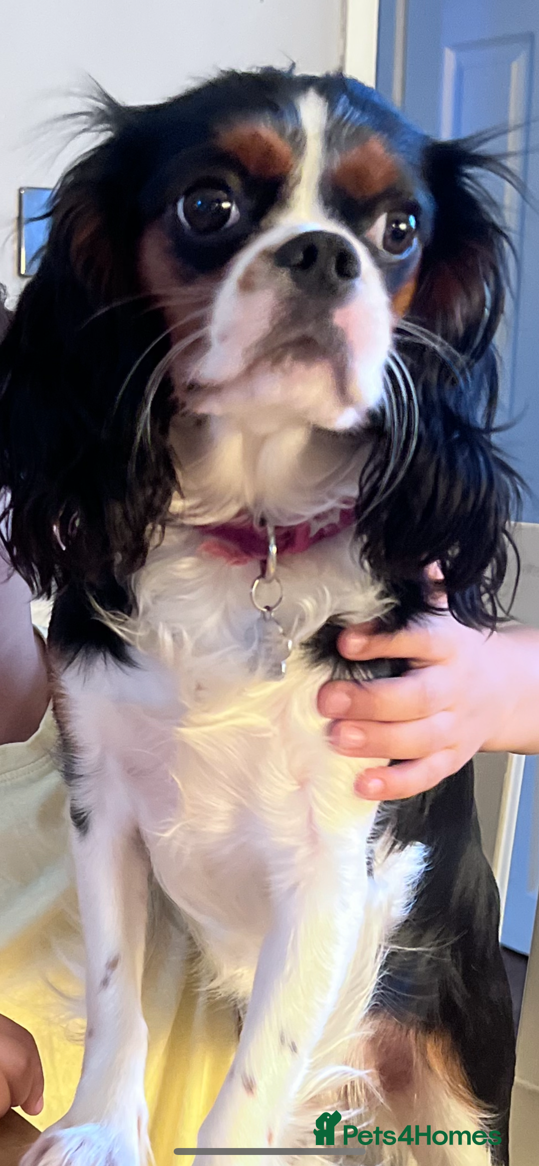 Cavalier King Charles Spaniel dogs for sale: 🐶 Beautiful Cavalier King Charles Puppies - Image 2