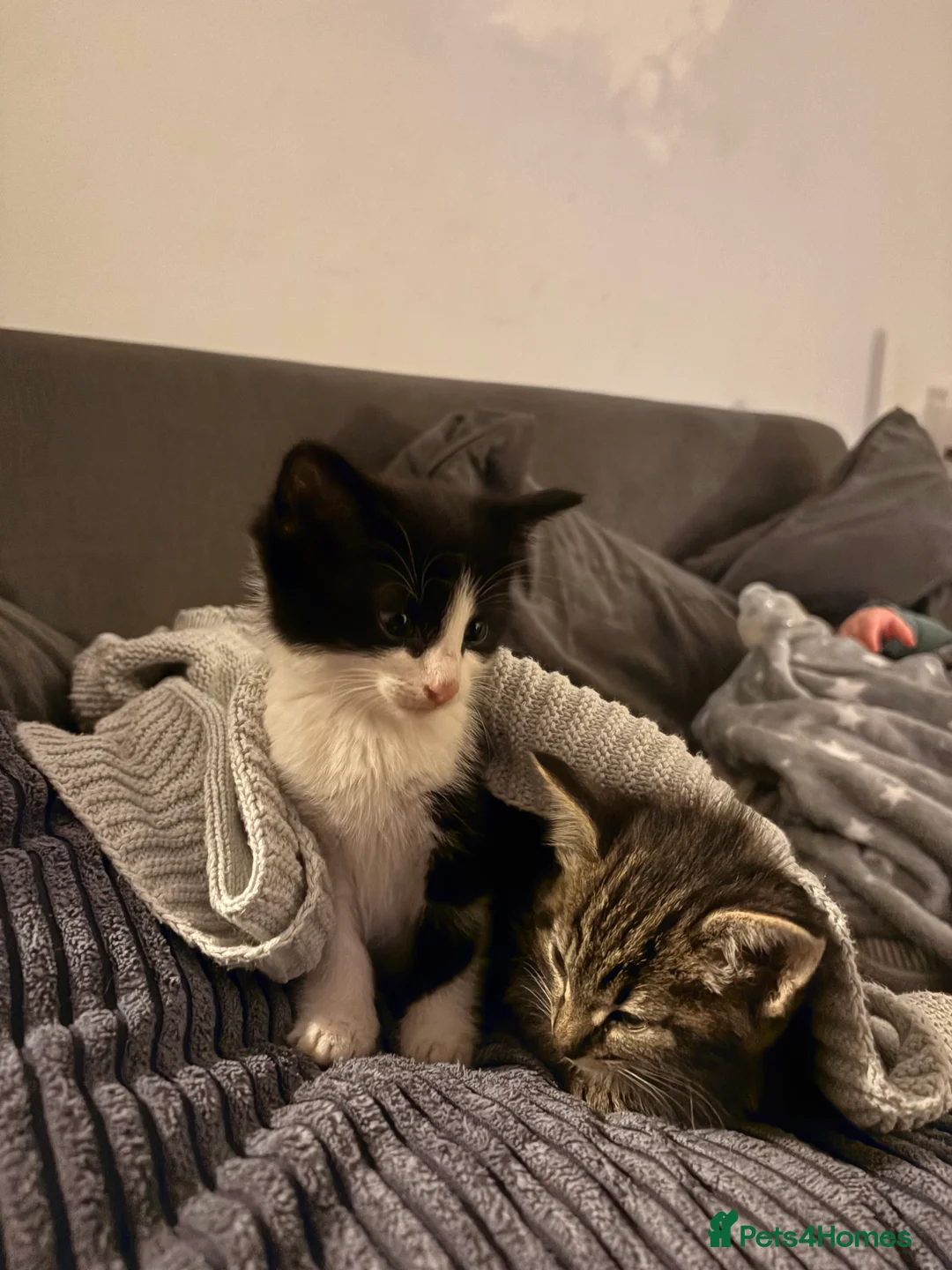 Mixed Breed cats for sale: Half bengal and Norwegian forest cat in Worcester Park - Advert 12