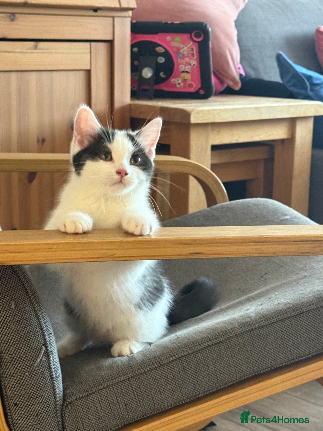 Mixed Breed cats for sale: British shorthair 5 mix kittens  - Image 8