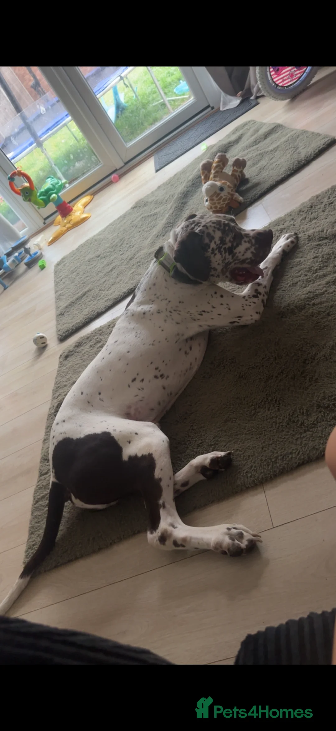 Mixed Breed dogs for sale: 2 year old neutered male  - Advert 2