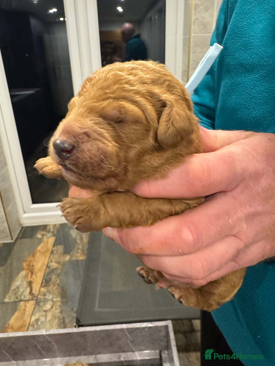 Goldendoodle dogs for sale: Golden doodles f1b - Advert 16
