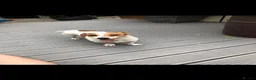 Jack Russell dogs for sale: Beautiful mature jack russell - Advert 2