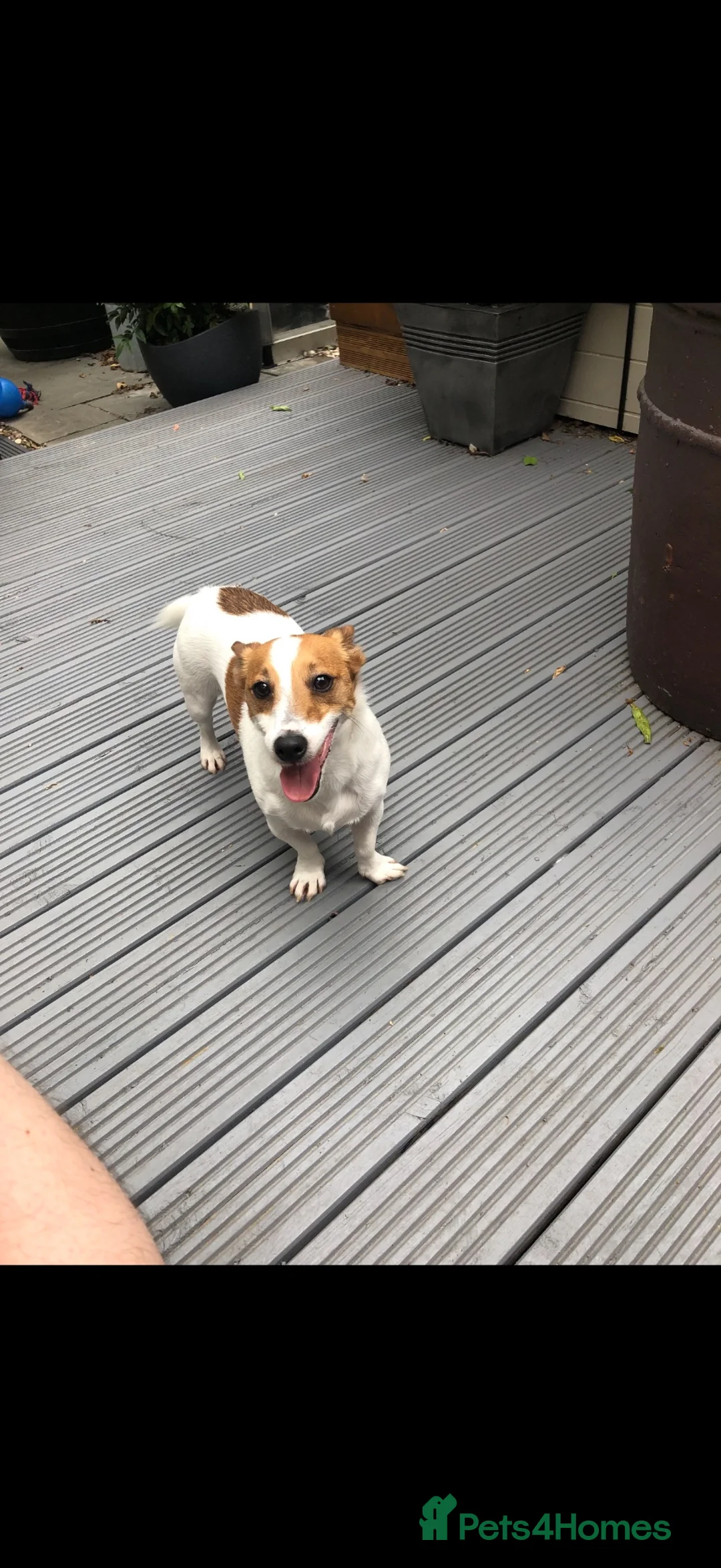 Jack Russell dogs for sale: Beautiful mature jack russell - Advert 2