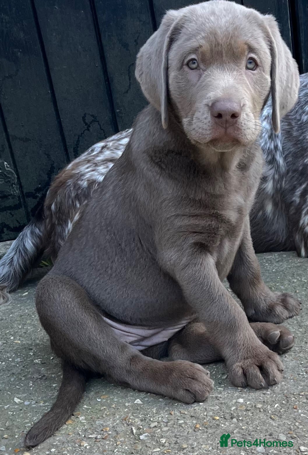 Labrador Retriever dogs Gorgeous Silver Labrador Puppies  - Advert 1