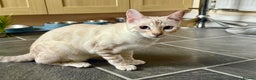 Bengal cats for sale: Snow lynx bengal female kitten  - Advert 4