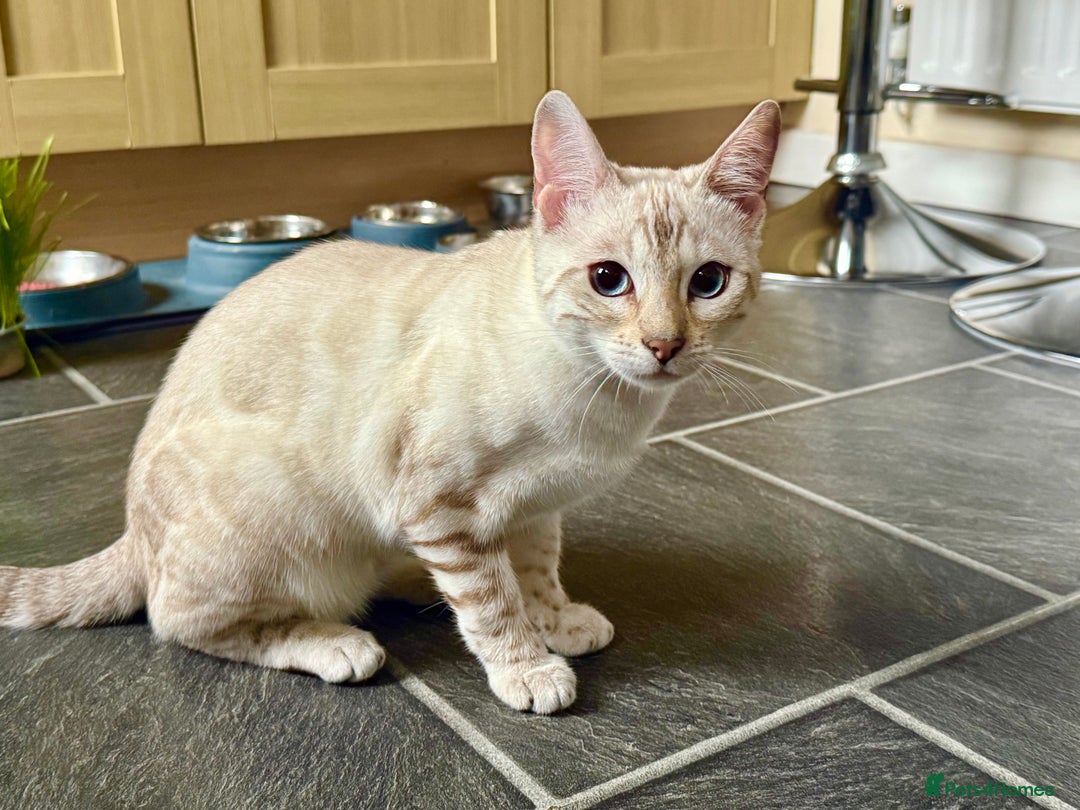 Bengal cats for sale: Snow lynx bengal female kitten  - Advert 4