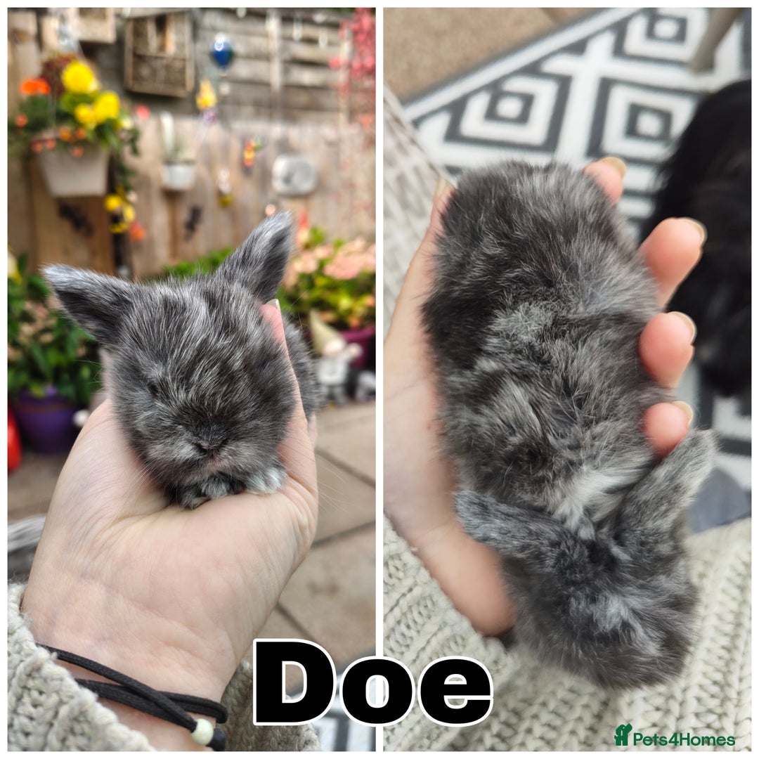 Mini Lop rabbits for sale: Stunning mini lops for reserve  - Image 5
