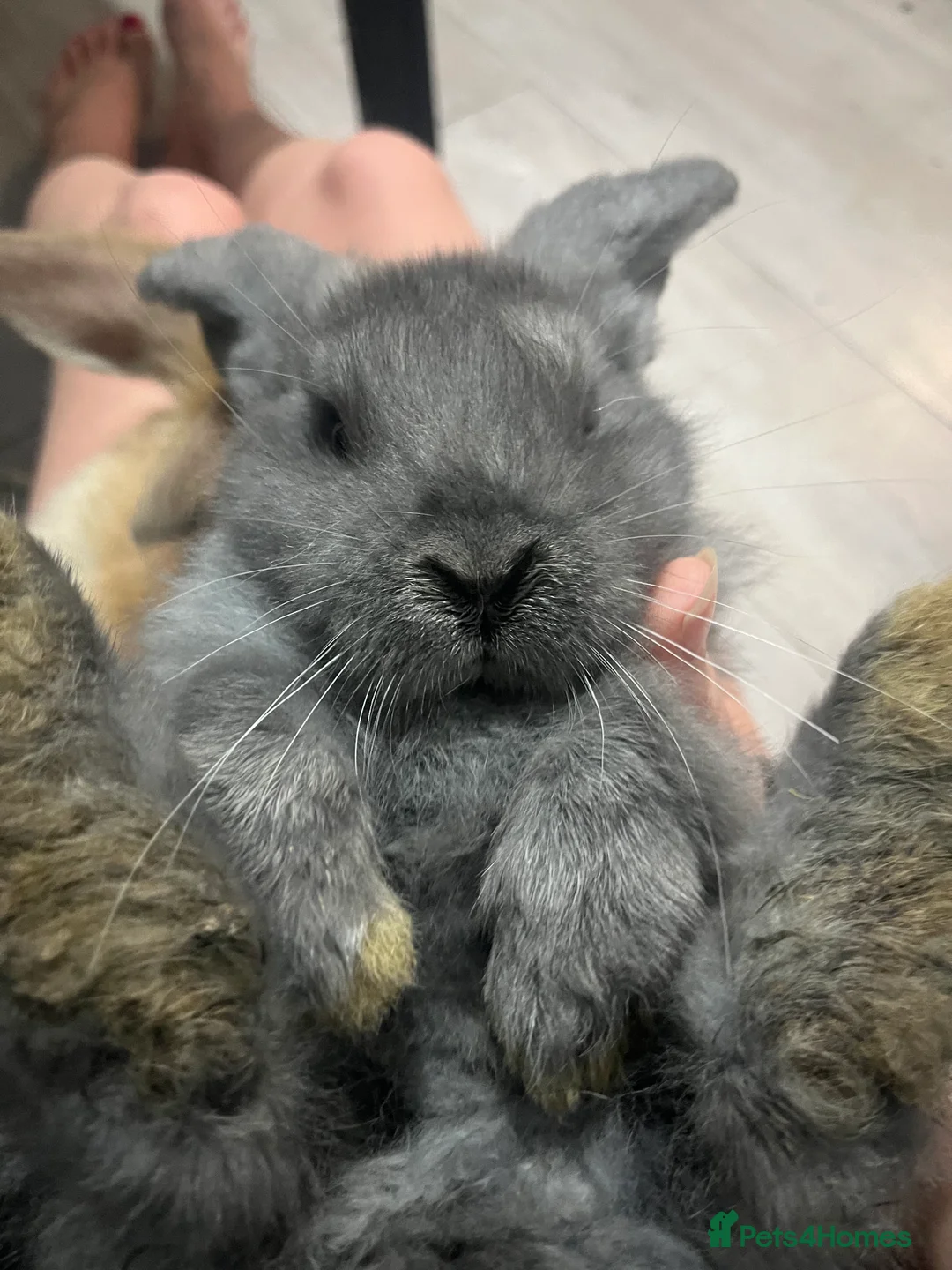 French Lop rabbits for sale: Bunny - Advert 7