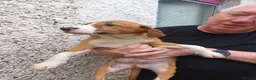 Mixed Breed dogs for sale: Border collie x puppies - Advert 7