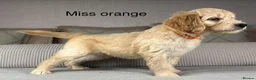 Goldendoodle dogs for sale: BEAUTIFUL HEALTHY CHUNKY PUPPIES  - Advert 20