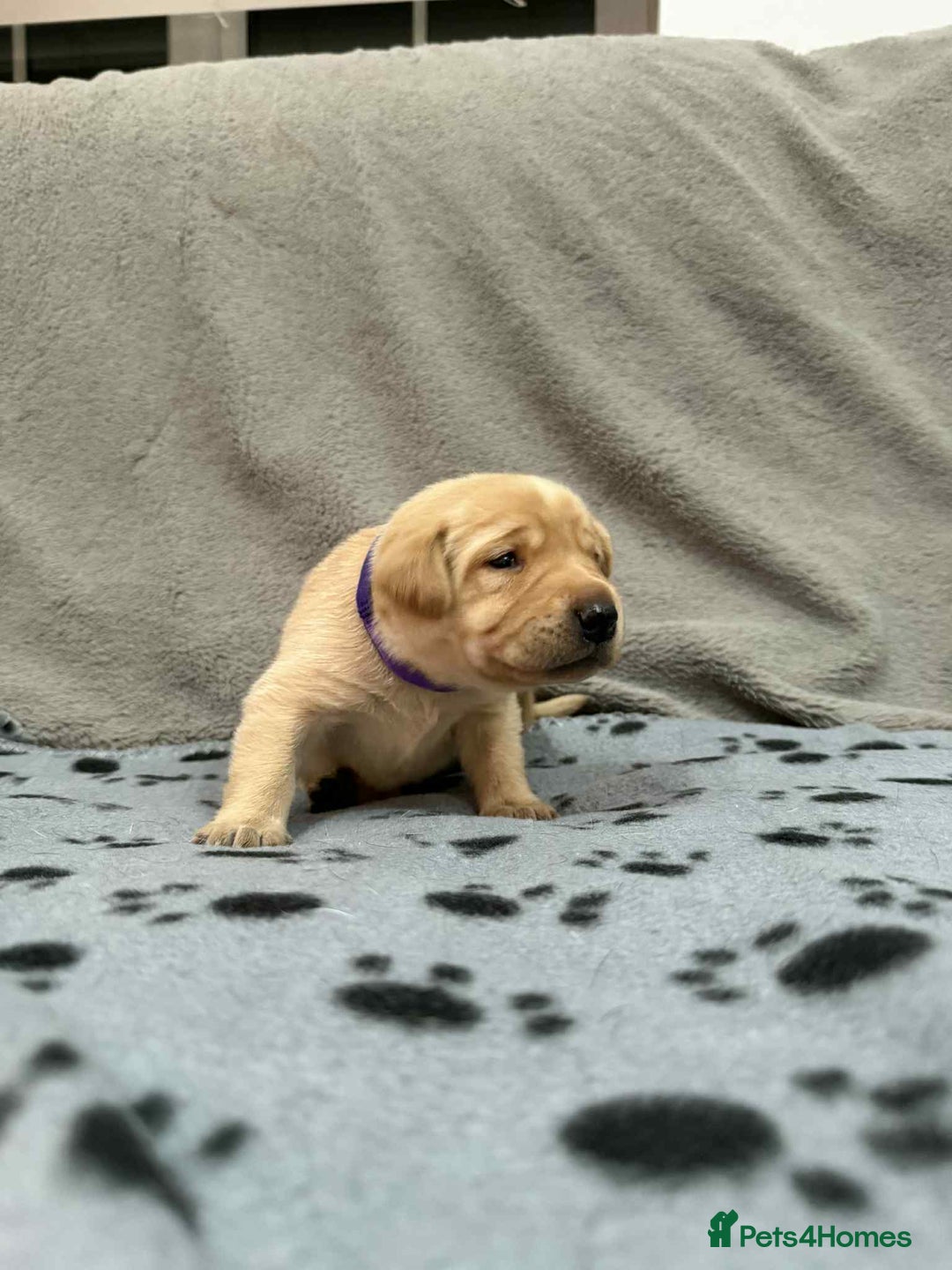 Labrador Retriever dogs for sale: Kc registered labradors for sale - Advert 4