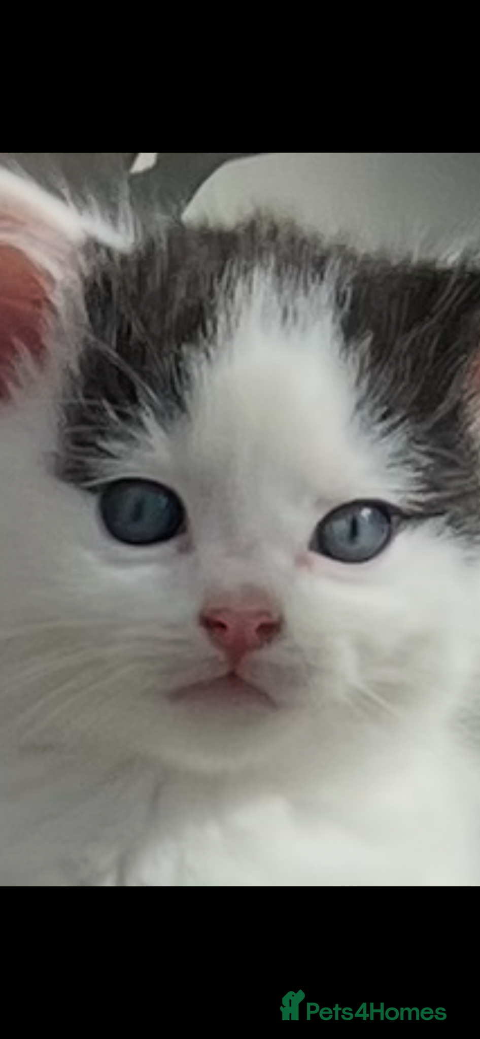 Mixed Breed cats ROMY’S ROUND EIGHT  - Advert 2