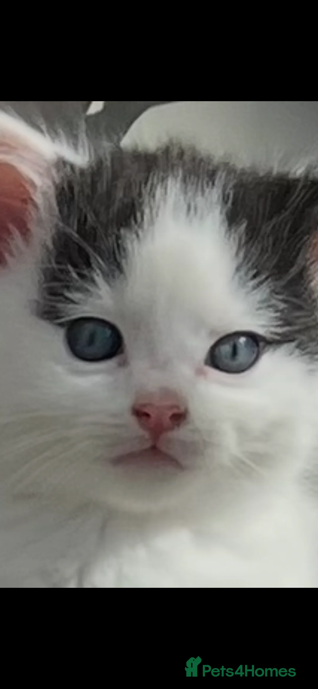 Mixed Breed cats for sale: ROMY’S ROUND EIGHT  - Advert 2