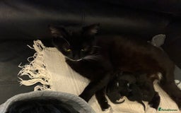 American Shorthair cats for sale: Two kittens for sale - Image 9