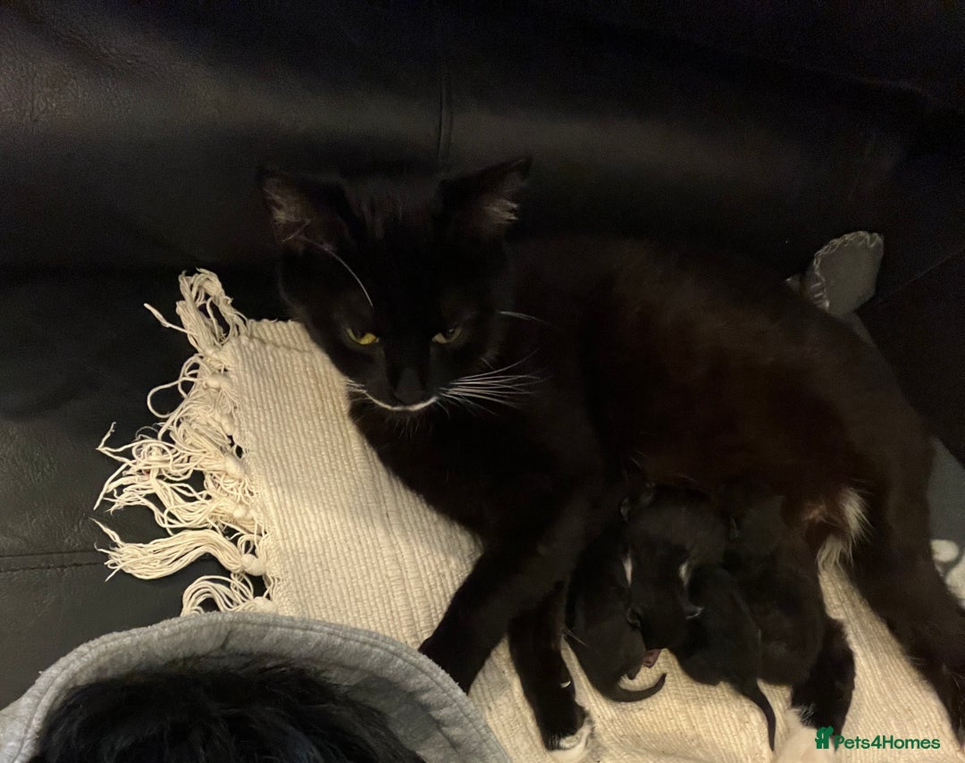 American Shorthair cats for sale: Two kittens for sale - Image 9