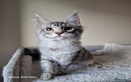 Maine Coon cats for sale: 🎀Females- MAINE COON🎀 - Advert 20