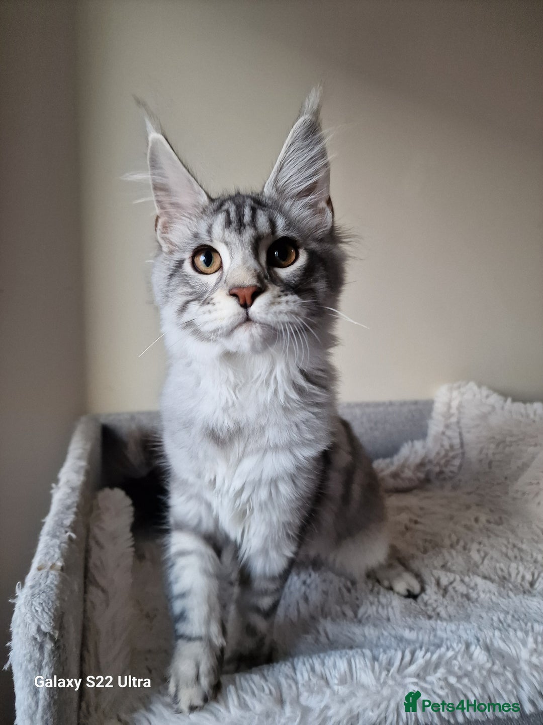 Maine Coon cats for sale: 🎀Females- MAINE COON🎀 - Advert 20
