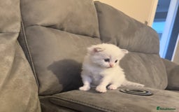Ragdoll cats for sale: Stunning Ragdoll Boy Kitten - Image 1