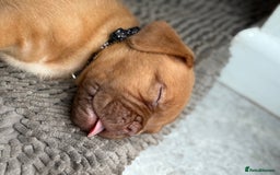 Dogue De Bordeaux dogs for sale: available now female dogue de bordeaux puppy - Image 4