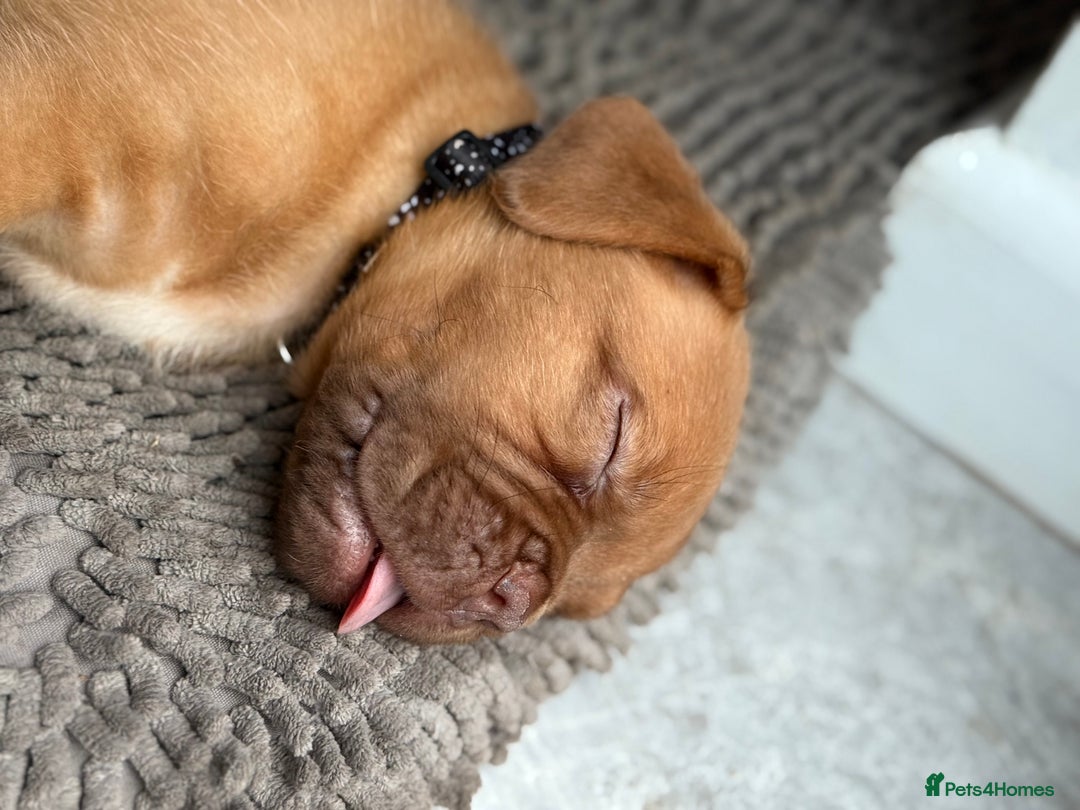 Dogue De Bordeaux dogs for sale: available now female dogue de bordeaux puppy - Image 4