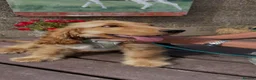 Cockapoo dogs for sale: LUCYS LAW HEALTH TESTED COCKERPOO BOY COCKERPOO - Advert 1