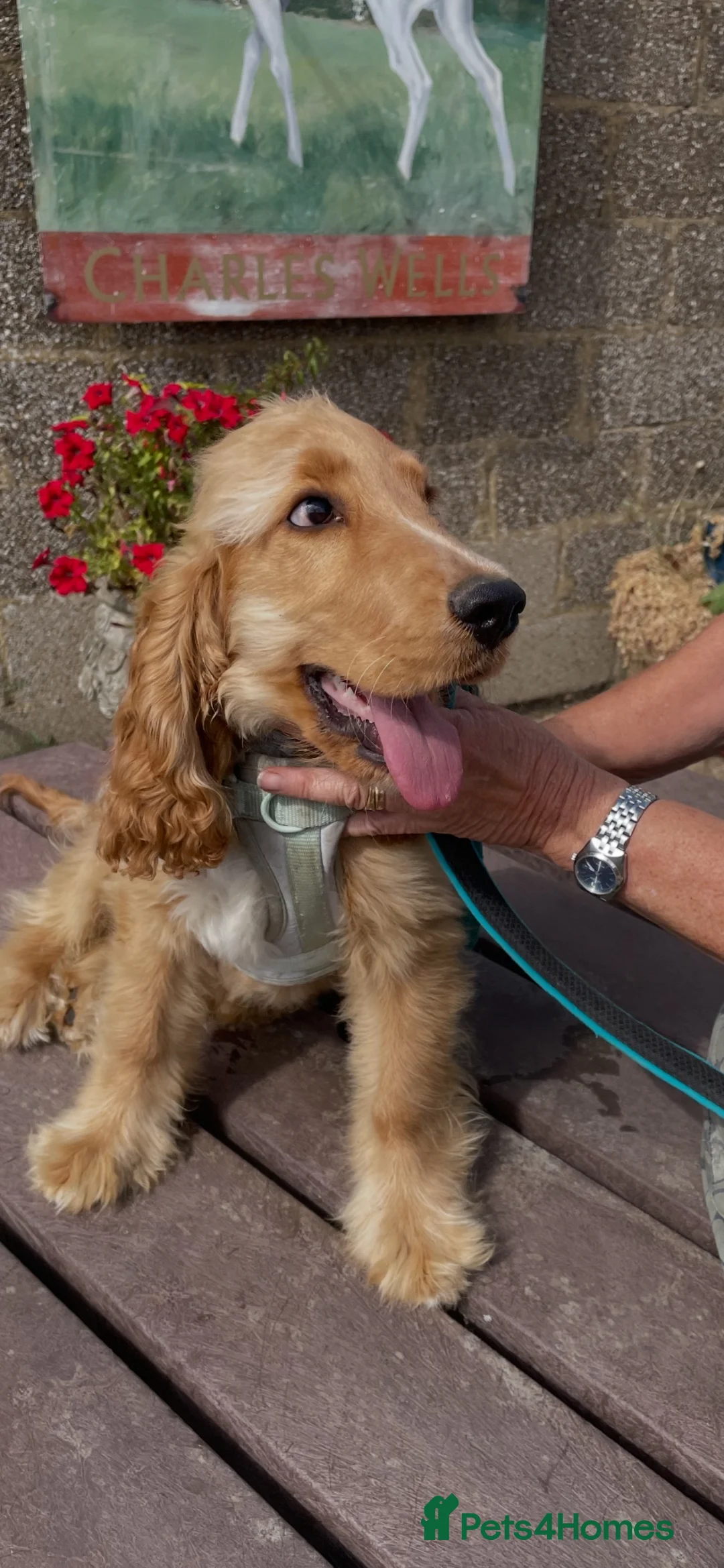 Cockapoo dogs for sale: LUCYS LAW HEALTH TESTED COCKERPOO BOY COCKERPOO - Advert 1
